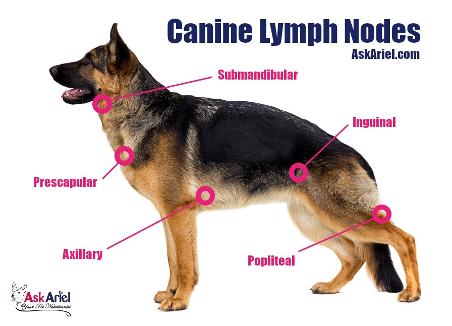 diagram of lymph nodes in dogs